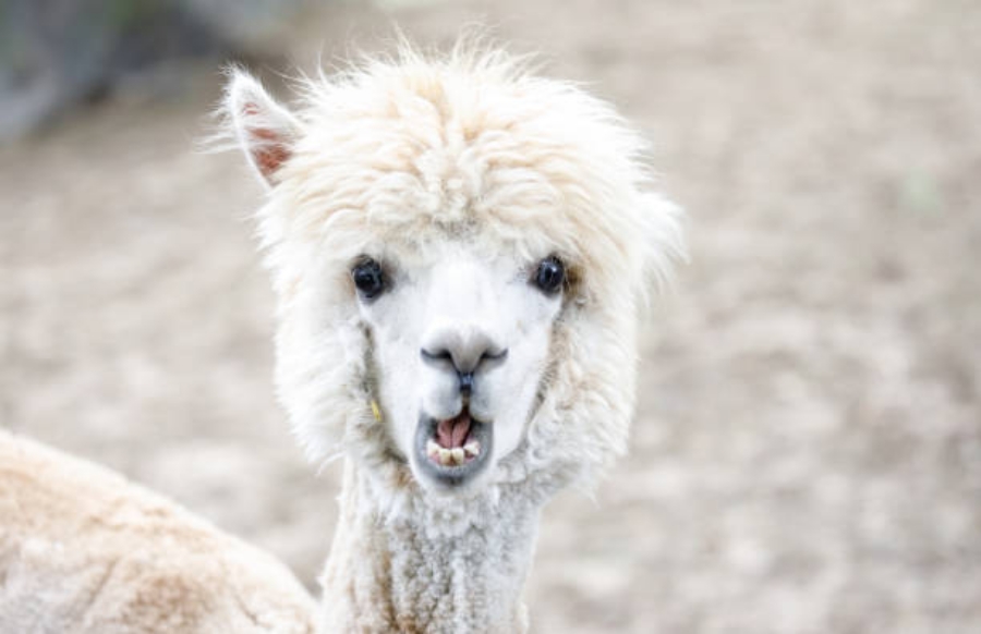 alpaca