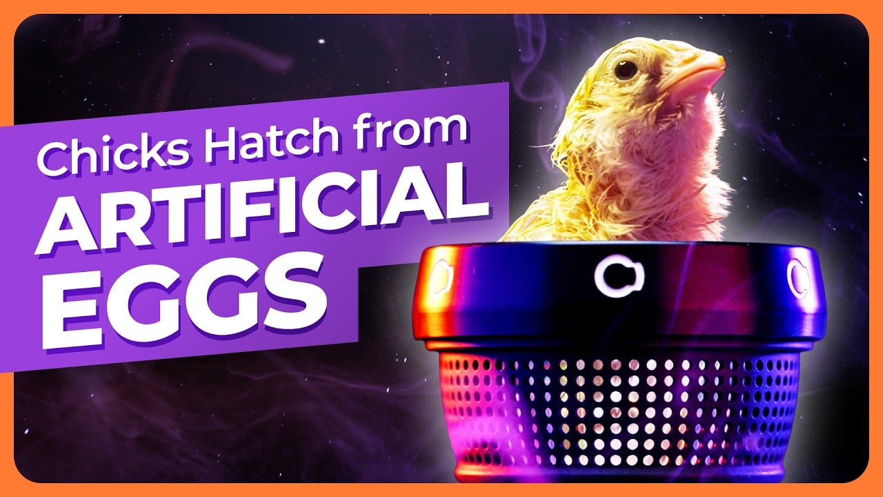 World’s Most Advanced Artificial Egg Hatches Chicks