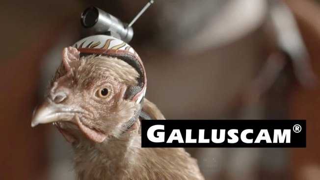galluscam lg