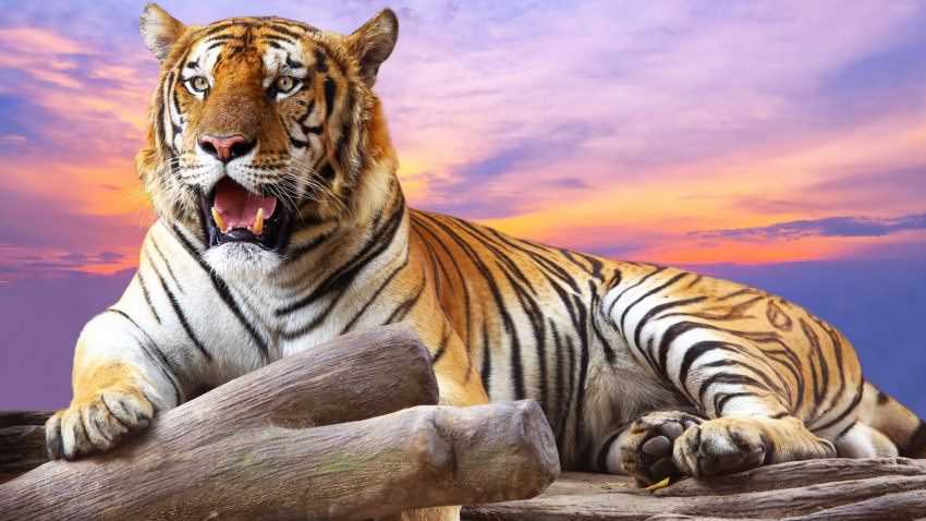wild tiger