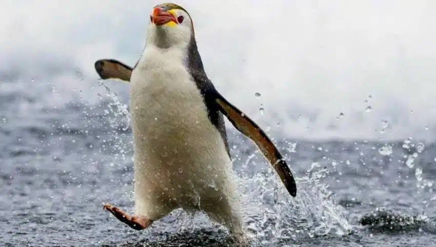 Linux