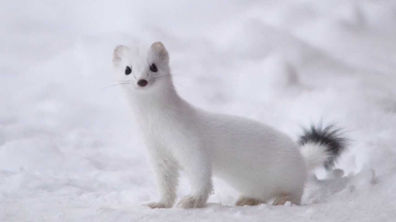 Eoan Ermine