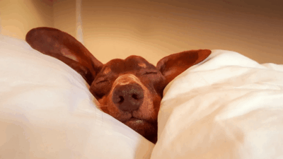 COVID 19 το lockdown έφερε αϋπνίες σύμφωνα με την Google