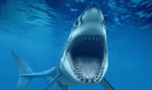 wireshark