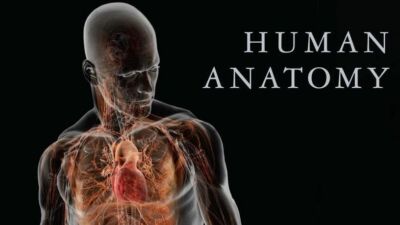 human anatomy
