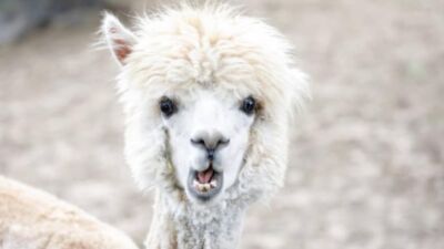 alpaca