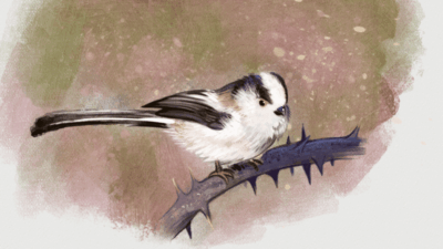 birdweek sketch1longtailedtit