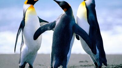 penguins