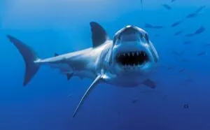 shark