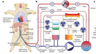 yale nature pigs research