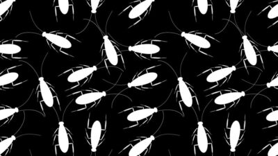 cockroaches