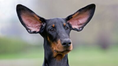 dog ears