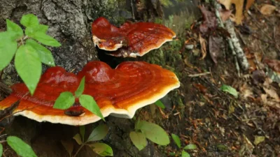 ganoderma lucidum