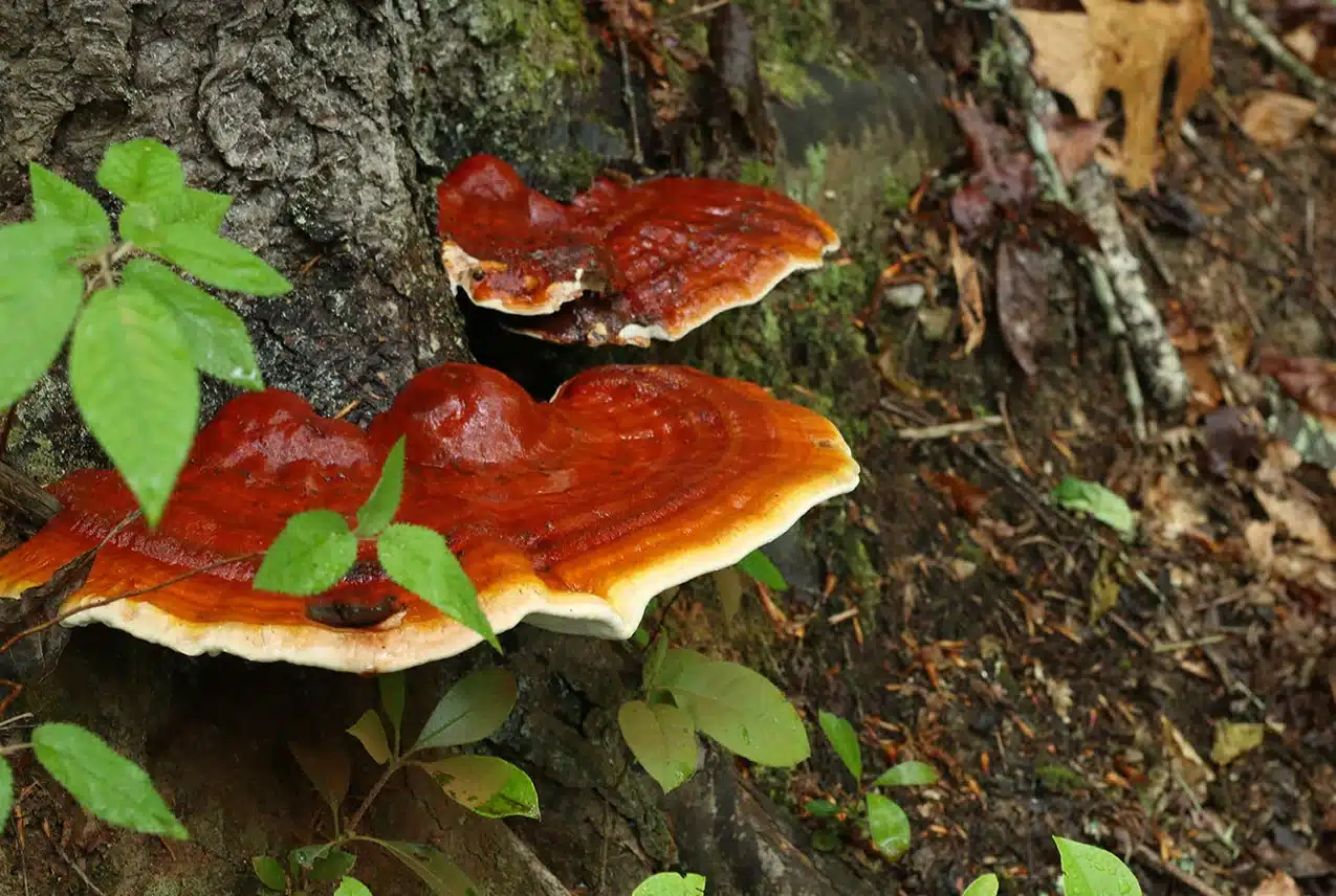 ganoderma lucidum