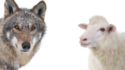 wolf sheep