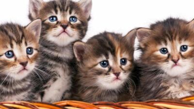 charming kitten s bellaciao malware