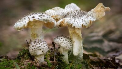 amanita abrupta