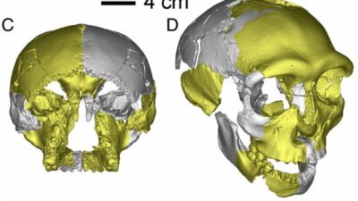 pnas sc