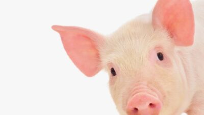 pig