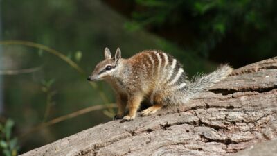 noble numbat