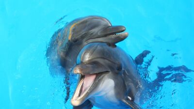 dolphins