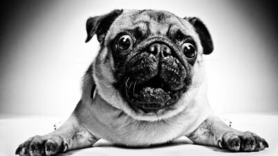 dog surprise