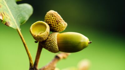 acorn