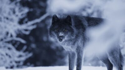 wolf