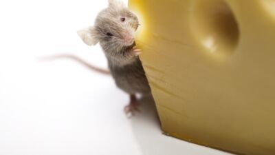 cheese mouse