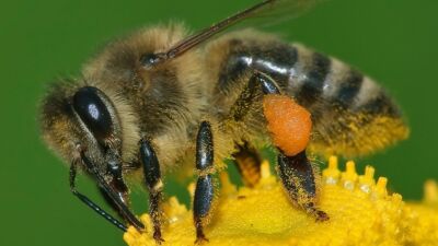 apis mellifera western honey bee