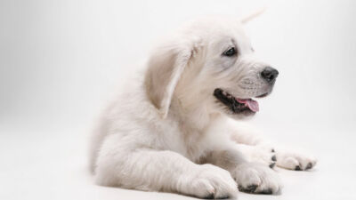 golden retriever